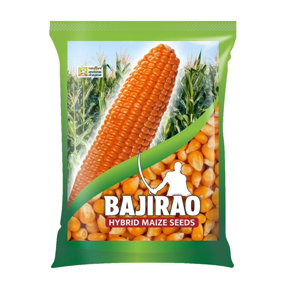 बाजीराव हायब्रिड मक्याचे बियाणे