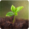 Plant Growth Regulator