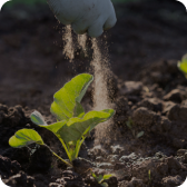 Plant Growth Regulator