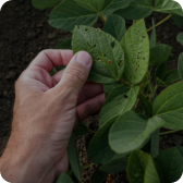 Biofungicides