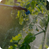 Integrated Pest Management