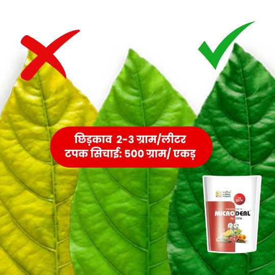 Microdeal Fe 12 - पिकाचा पिवळसरपणा दूर करा