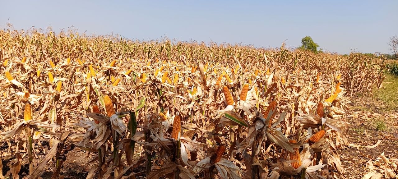 Bajirao Hybrid Maize Seeds