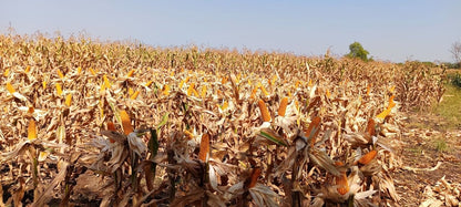 Bajirao Hybrid Maize Seeds
