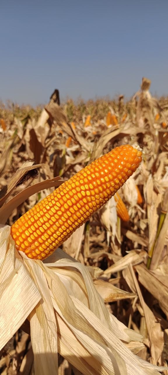 Bajirao Hybrid Maize Seeds