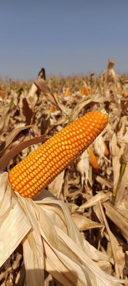 Bajirao Hybrid Maize Seeds