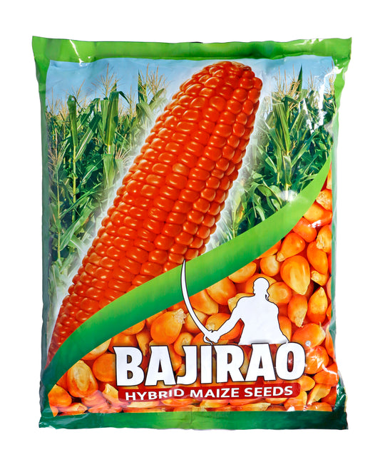 Bajirao Hybrid Maize Seeds