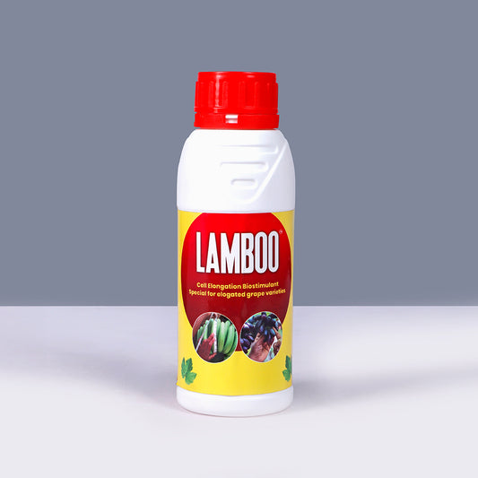 Lamboo