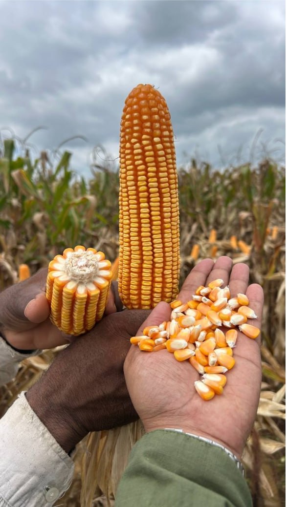 Bajirao Hybrid Maize Seeds