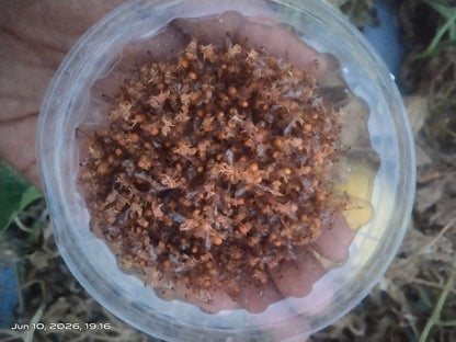 Makshikari Lure & Trap for Fruit Fly Control