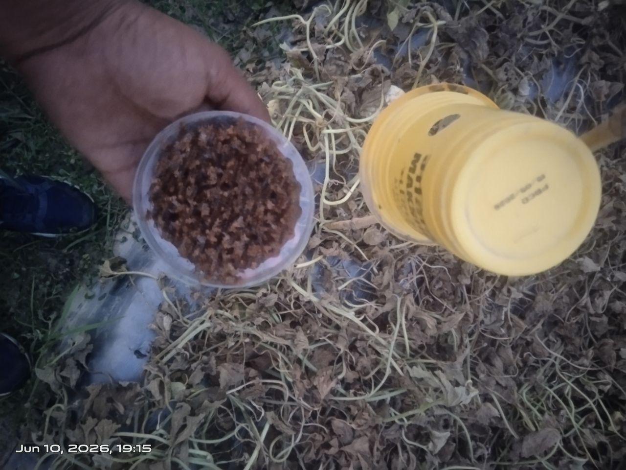 Makshikari Lure & Trap for Fruit Fly Control