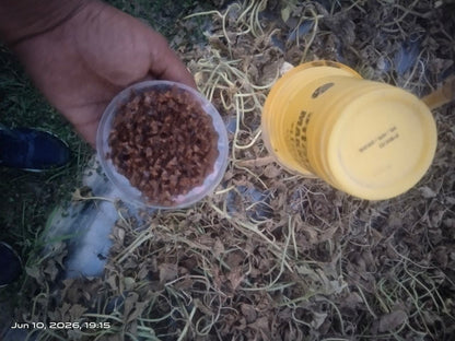 Makshikari Lure & Trap for Fruit Fly Control