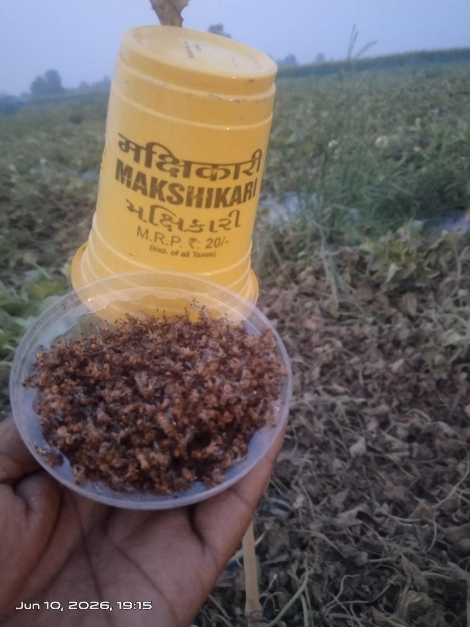 Makshikari Lure & Trap for Fruit Fly Control