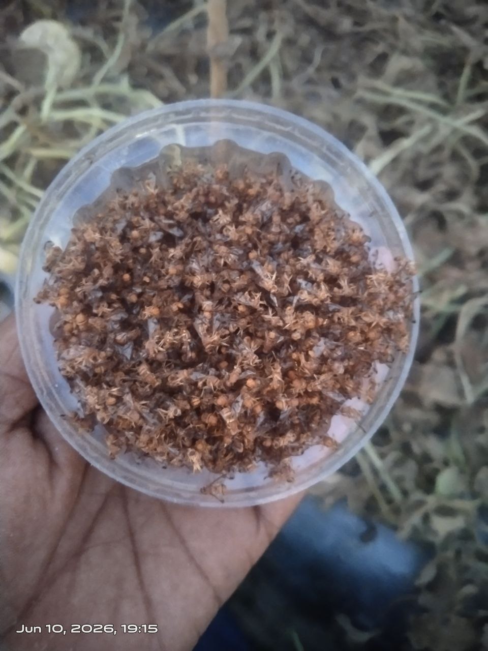 Makshikari Lure & Trap for Fruit Fly Control