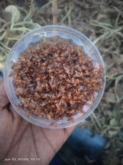 Makshikari Lure & Trap for Fruit Fly Control