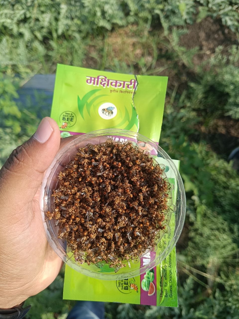 Makshikari Lure & Trap for Fruit Fly Control