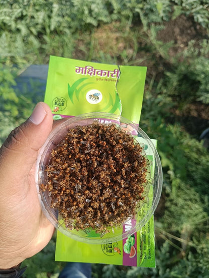 Makshikari Lure & Trap for Fruit Fly Control