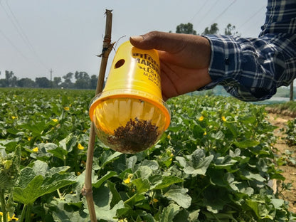 Makshikari Lure & Trap for Fruit Fly Control