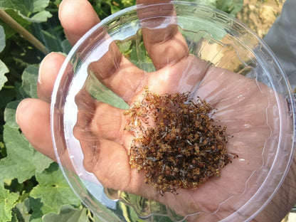 Makshikari Lure & Trap for Fruit Fly Control