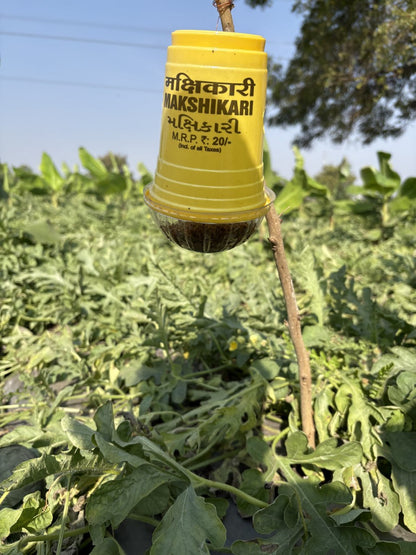 Makshikari Lure & Trap for Fruit Fly Control