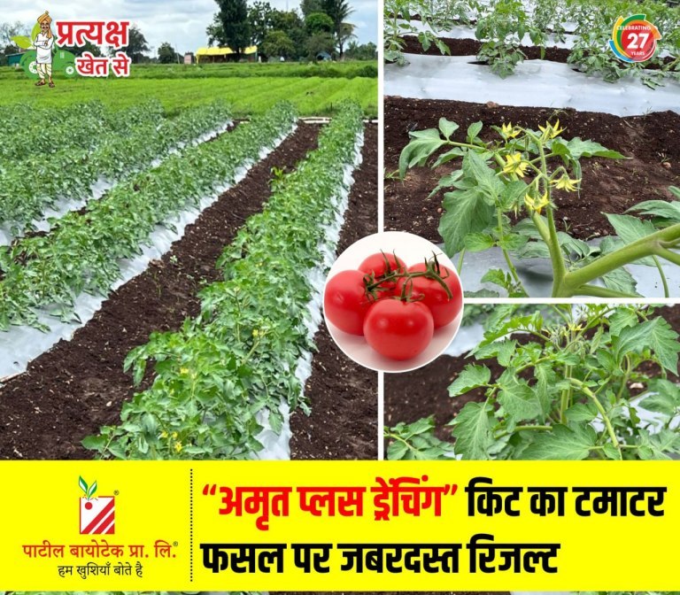 Amrut drenching kit benefits in tomato