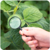 Biofungicides